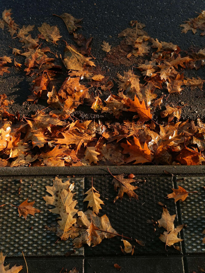 Autumn leaves