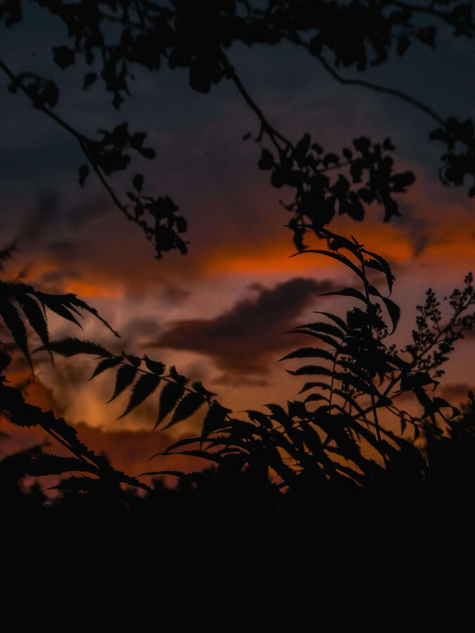 Summer nights